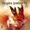 Anthonomus rectirostris
